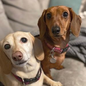 Meet your Posher, Ellen